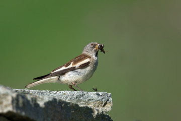 animal