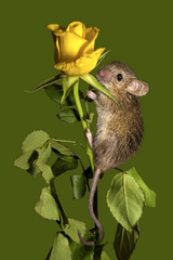 A house mouse sits on a yellow rose flower on a green background