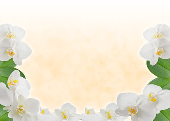 Frame with flower Phalaenopsis on a beige background