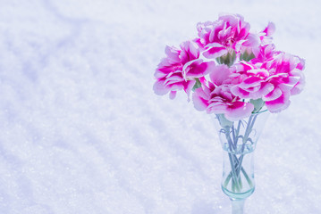 ピンクのカーネーション / 雪の背景