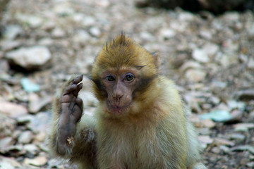 monkey foot wave hand berber baby morocco