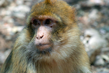 berber monkey ifran morocco 