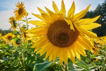 Sunny summer day on a sunflower field. Sun shining  behind a big yellow sunflower.
