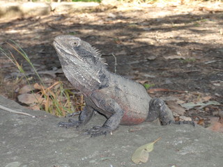 a big lizard