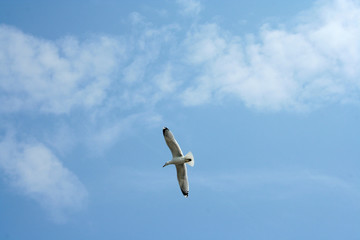 Seagulls up and arround the ferry between Holwerd and Ameland