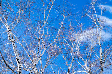 birch branches