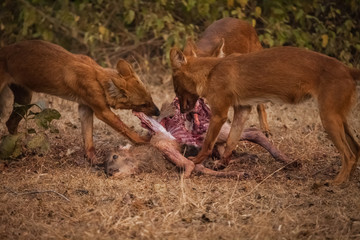 asiatic wild dog group