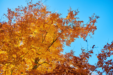 kolorowe liście jesienią na drzewie na tle niebieskiego nieba 