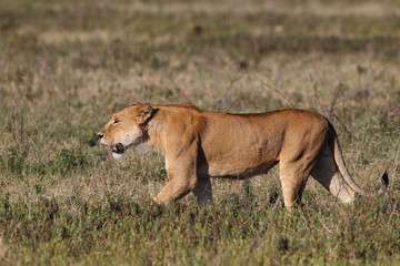 animal