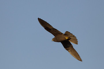 animal