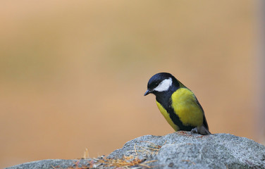 animal