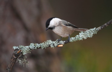 animal