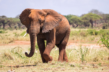 Fototapeta na wymiar Elephant in Kenya, Africa