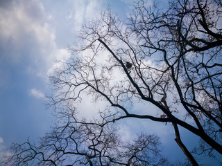 Silhouette  branch dead tree