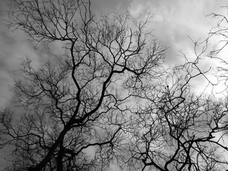 Silhouette branch dead tree