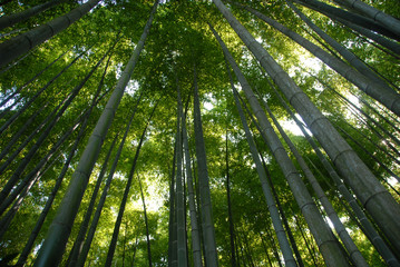 Plakat Bamboo Forrest in Kamakura, Japan