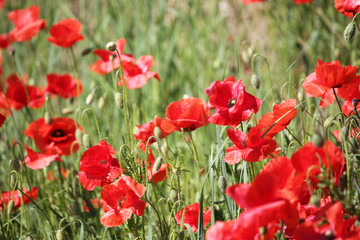 Fototapeta premium Poppies field, red flowers. Green and red colors in nature.