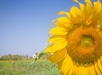 Closeup Sun Flower