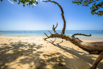 Beach of the Seychelles, Island Mahé, Beach Anse aux Pins
