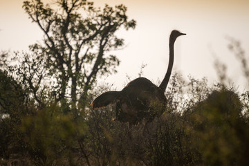 Ostrich on african savanna, Kenya