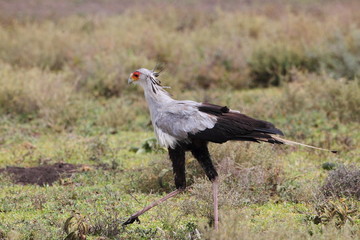 Fototapeta premium animal