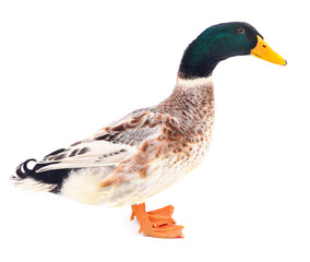 Brown duck on white.