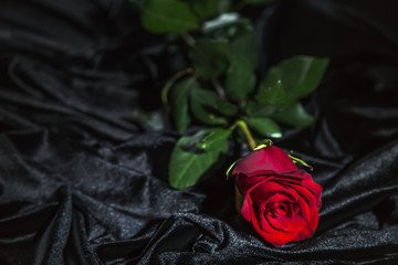 Red rose on a rumpled black velvet