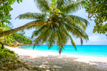 Fototapeta na wymiar Beach of the Seychelles, Island Praslin, Beach Anse Georgette