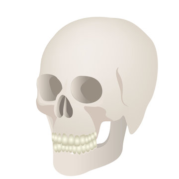 skeleton of the human skull icon, vector ilustraction design