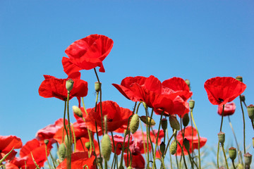 Fototapeta premium Red poppies on the blue sky background, close up.