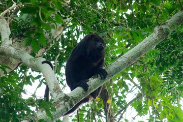 howler monkey guatemala jungle black