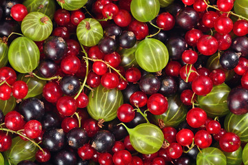 Various kinds of fresh berries as background
