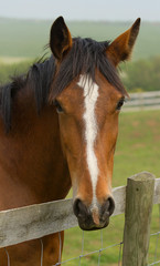 photo of a beautiful Chestnut pony looking over a wooden fence