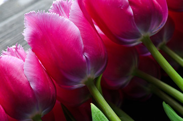 Naklejka premium Tulips on a wooden background