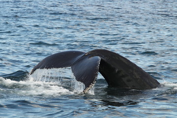 Fototapeta premium animal