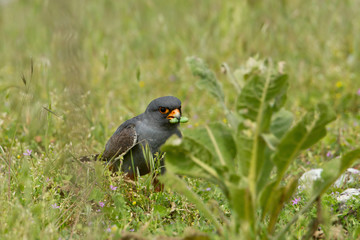 Obraz premium animal