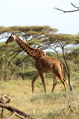 animal