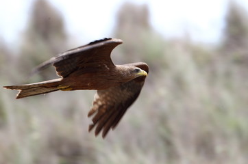 animal