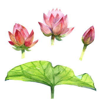 Watercolor pink lotus bouquet on a white background illustration.