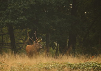 animal