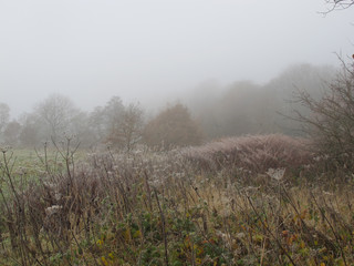 Obraz na płótnie Canvas Autumn misty morning amonsgt Dixie woods/Calderdale collection