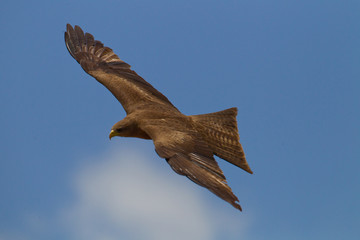 animal