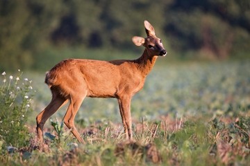 Capreolus capreolus, Roe Deers walking on the agricultural field. Wildlife animals. Europe, Slovakia.