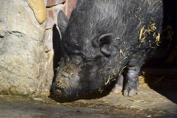 Happy domestic pig in spring 