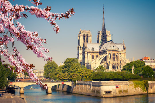 Fototapeta Notre Dame de Paris at spring, France