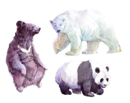 Watercolor realistic rhinoceros, white bear, grizzly bear, animal isolated on a white background illustration.
