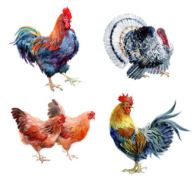 Watercolor realistic chicken, cock, rooster and turkey birds isolated on a white background.