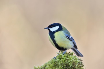 Parus major, Blue tit . Wildlife landscape, titmouse sitting on a branch moss-grown..  Europe, country Slovakia. Meise.