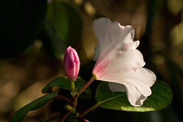 white rhododendron flower closeup, illuminated by the sun