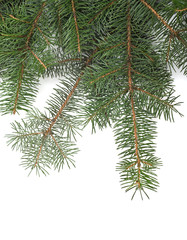 Christmas tree branches border
